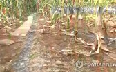 朝鮮農田遭遇嚴重旱災。(圖源:韓聯社)