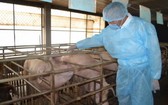 農業與農村發展部副部長馮德進實地視察同奈省的一家養豬場。(圖源:陳忠)