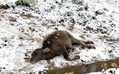 沙巴山區上的一頭牛犢被凍死在嚴寒雪花飄落中。(圖源:瓊莊)