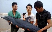 三名年輕漁民將該海豚送回大海。(圖源：互聯網)