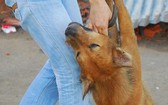 平政縣某居民區的狗被投毒致死場合。