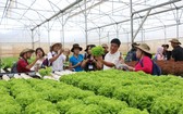 記者參觀無公害蔬菜的生態種植場。（示意圖源：互聯網）