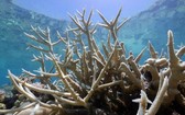 大堡礁在近幾年來遭遇重創，不僅出現了大面積的珊瑚白化現象，以珊瑚為食的海星數量也開始激增。（圖源：Guardian）