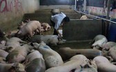 現場有79隻豬已被注水，躺在地板上和無法站起來。（圖源：永水）