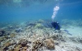 大堡礁珊瑚。（圖源：AFP）