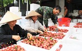 農民準備將荔枝輸往中國。（圖源：北江新聞網）