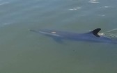 受傷的海豚在海凌河河段游動。（圖源：CTV）