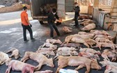 從本月3日起，中國在13個省、市發現49個以上的疫區，最近又在雲南省發現，導致21萬頭豬被燒毀。（示意圖源：互聯網）