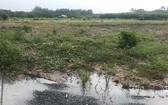 阿里巴巴房地產股份公司違規對種植橡膠樹的地段進行劃分集資。