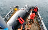 日本一直在南極等地以科研名義捕鯨。（圖源：AP）