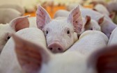 豬肉樣本化驗結果顯示對非洲豬瘟呈陽性反應。（示意圖源：互聯網）