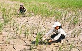 受氣候變暖所影響，乾旱導致農作物 收成降減20%至30%。（圖源：互聯網）