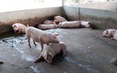 圖為巴地-頭頓省州德縣溪澆鄉的一戶養豬場豬群發生非洲豬瘟疫情。