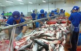 查魚價格大幅下降，導致不少養殖戶虧損嚴重。（示意圖源：互聯網）