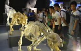圖為3D打印的古熊貓化石標本吸引民眾駐足參觀。（圖源：互聯網）