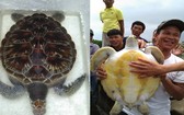 11公斤重的珍稀海龜獲放回大海。（圖源：阮黎）
