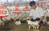 目前，每公斤雞肉的售價為2萬2000至2萬3000元，與月初的售價相比，每公斤上漲近1萬元。（示意圖源：兵源）