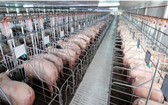 飼養生物安全豬隻平抑春節食品價格。（示意圖源：互聯網）