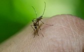 白線斑蚊是傳播登革熱的病媒蚊。（圖源：互聯網）