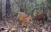 一度消失近30年的罕見野生動物銀背鼷鹿竟重現蹤跡。(圖源:互聯網)