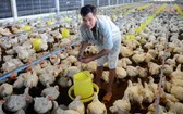 雞隻價格創 10 年新低。圖為某一工業雞飼養場。（圖源：互聯網）