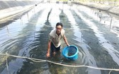象牙鳳螺養殖業為芹耶縣農民增加收入。