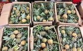 在本市出售的泰國迷你菠蘿。（圖源：錦繡）
