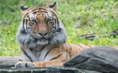 美國紐約市布朗克斯動物園裡的馬來亞虎。（圖源：NBC）