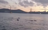 一群海豚聚集在芽莊灣海面上湧現跳躍。（圖源：視頻截圖）