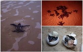 泰國海龜在海灘築巢數量創新高。（圖源：互聯網）