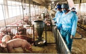 在復養過程中，各養豬場須遵守生物安全規定，預防感染非洲豬瘟。