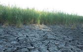 圖為茶榮省乾隆縣的一塊乾涸龜裂稻田。（圖源：互聯網）