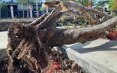 達樂省西原科技高等學校校園內的一棵鳳尾樹連根拔起。（圖源：H.T）