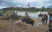 圖為遊客騎大象遊玩別殿旅遊區。（圖源：高原）