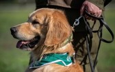 智利警方計畫訓練狗協助防疫，希望牠們能靠嗅聞人們身上的汗液及氣味，偵測新冠肺炎感染者。（圖源：AFP）