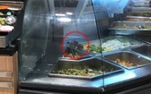 兩隻老鼠（紅圈示）爬在食品攤位盛放食物盤上覓食。（圖源：T.T.B）
