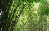 台灣６個「絕美竹林秘境」　走一趟「享受滿滿芬多精」忘卻憂愁