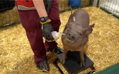 名為 Gertrude 的實驗豬，腦機接口芯片就在它的大腦上，手術傷口已較難分辨出來。（圖源：視頻截圖）