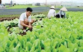 本市農民種植無公害蔬菜。