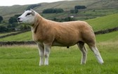 一隻泰瑟爾羊成為全球最貴綿羊。（圖源：Getty Images）
