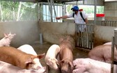 獸醫人員對發生非洲豬瘟的養豬場及其附近進行噴射消毒。（圖源：仲玲）