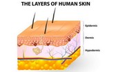 皮膚分表皮和真皮，底下有皮下組織。（圖源：互聯網）