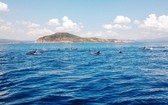 一群海豚在海面上跳水嬉戏。（圖源：明雅）