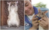 柬埔寨一隻非洲巨鼠近日獲英國動物慈善組織PDSA頒發動物勇氣金獎。（圖源：互聯網）