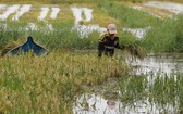 在陳文時縣的淡水低窪區域，因水淹時間長，故水稻已傾倒，導致收割與打殼聯合機無法作業，農民只好以手工割稻。（圖源：晉泰）