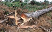 遭下毒漸枯死的松樹被鋸伐。（圖源：段堅）