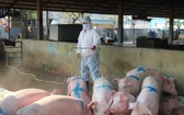 獸醫防疫人員在某豬隻養殖場進行噴灑消毒。（圖源：秋莊）