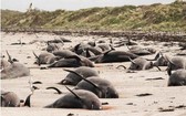 紐西蘭沙灘發生大規模鯨豚擱淺死亡的事件。（圖源：路透社）
