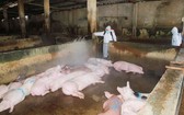 獸醫人員獸醫防疫人員在某養豬場進行噴灑消毒。（圖源：黃福）