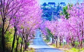 大勒市郊區多條街道兩旁佈滿了粉紅花瓣的浪漫景色。（圖源：互聯網）